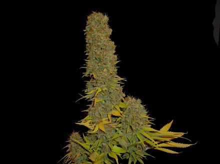 MasterKush(sep.20051.miesto).jpg