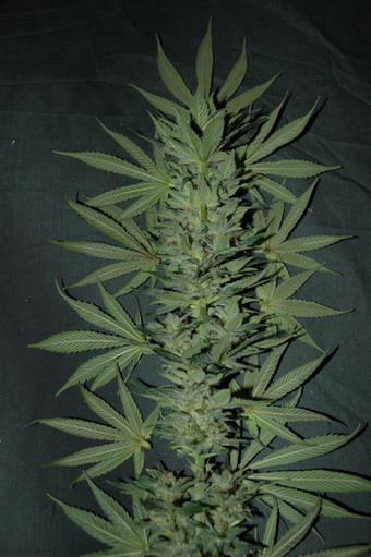 nwm(apr.2005.3.miesto).jpg